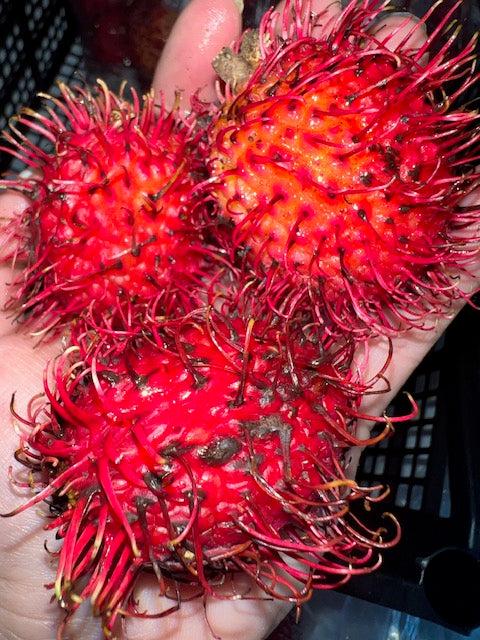 Rambutan